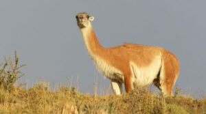 Una Ecología sin extremismo: cuida del planeta y de la humanidad