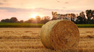 Una exégesis a los ‘Nuevos Movimientos Religiosos’