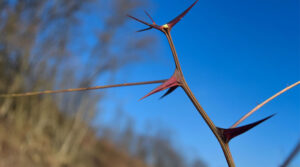El movimiento “La Comunidad de Cristianos” y su vínculo esotérico