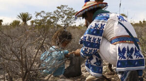 Crearon una Iglesia para custodiar el consumo de un alucinógeno considerado instrumento sagrado: el Peyote